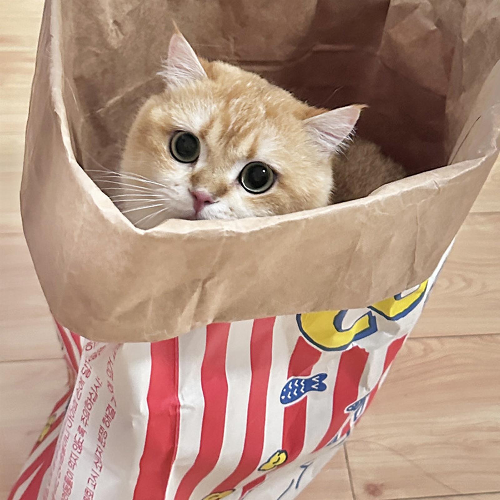 Crinkle Cat Bag Foldable Inter - Furniture Hardware For Bed review and price